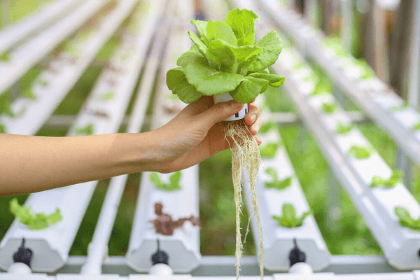 Rockwool Hydroponic & Agricultural Application